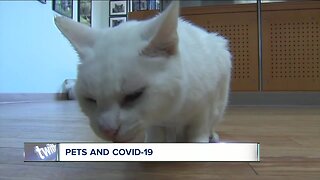 Pets and COVID-19: What you should know