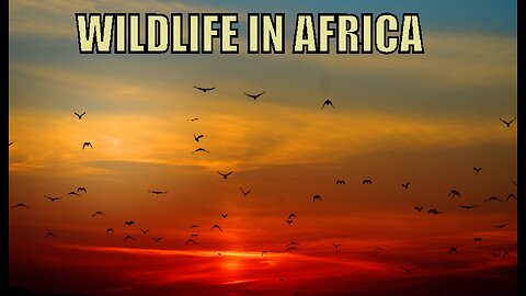 Wildlife in Africa - Geographic Documentary