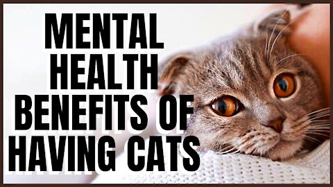 7 Amazing Mental Health Benefits of Having Cats, No. 2 Will Surprise You