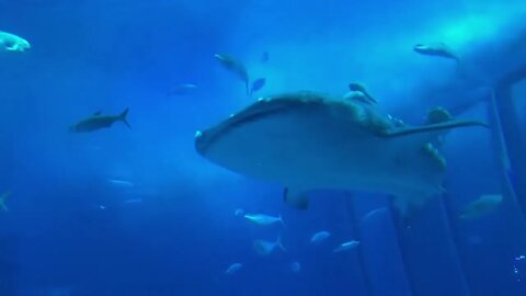MARINE LIFE 4K ULTRA HD The Most Beautiful Undersea Creature on Earth