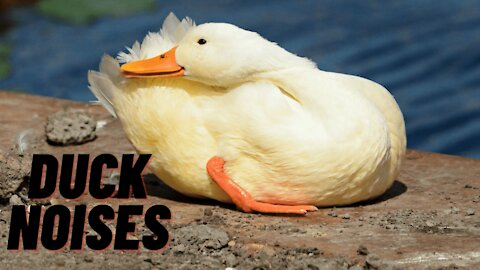 Duck Noise Sound Effect | Duck Noises For Dogs | Kingdom Of Awais