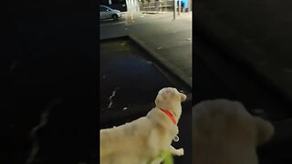 Labrador strolling