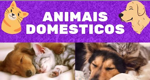 domestic pets