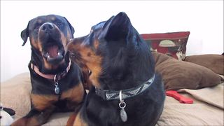 Amazing Rottweilers