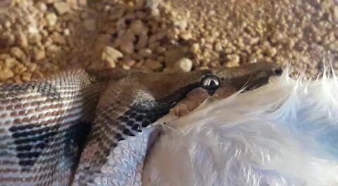 SOUTH AFRICA - Johannesburg - Snake feeding time (Video) (v6x)