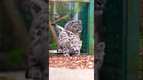 Snow Leopard With Her Twins Cub 😍 #snow #leopard #lion #tigers #wildlife #new #shorts #allah #viral