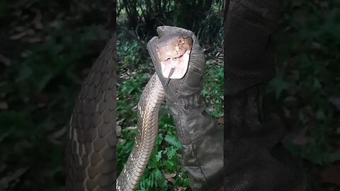 Giant King Cobra! how can it breathe with mouth full? #kingcobra #king #venomous #cobra #ular