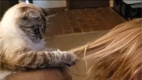 Ce chat apprend à brosser des cheveux