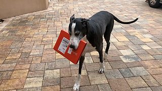 Helpful Great Dane Brings in the Shutterfly Mail