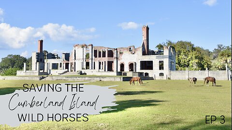 "Saving the Cumberland Island Wild Horses" Episode 3