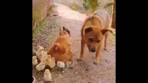Kindly dog with hen's kids