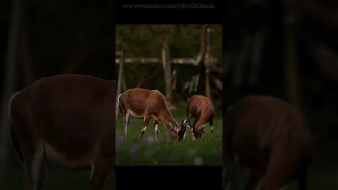Deer grazing in a meadow #short #shorts #animals