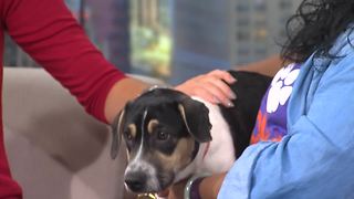 Pet of the Week: Tyche