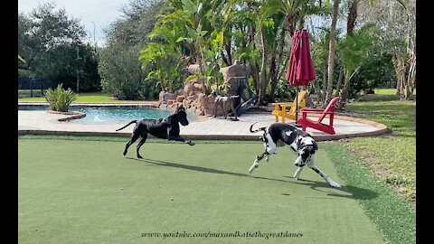 Funny Great Danes Play With Tennis Balls On Their Golf Putting Green