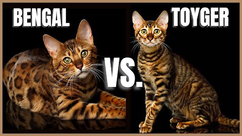 Bengal Cat vs Toyger Cat