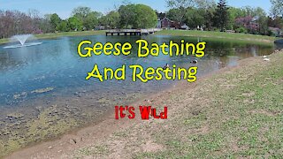 Geese Bathing & Resting