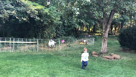 The grass and weed eater goats of Virginia