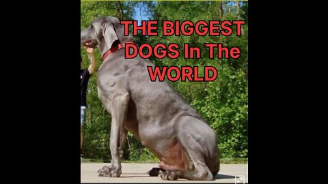 THE BIGGEST DOGS In The World