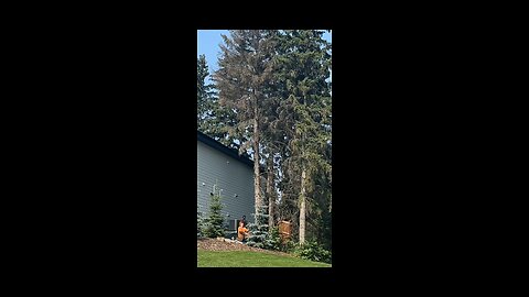 Residential Spruce