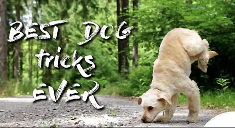 BEST dog tricks EVER by Jade, Justy & Jerry the dogs!