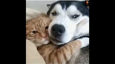 Cat and Dog Friendship - Dog and Cat Pure Love #short