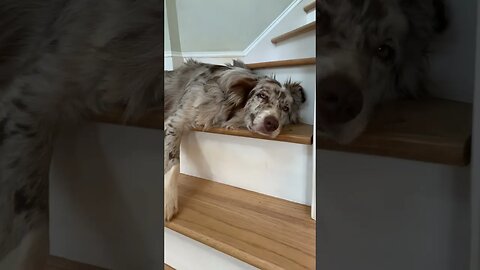 My Dog Thinks the stairs are his bed!