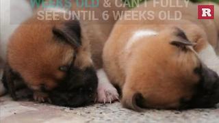 Scientific Facts About Puppies | Rare Animals