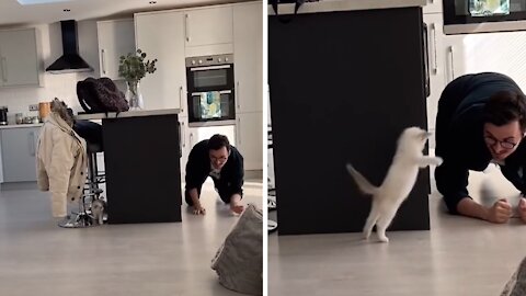 Kitten Adorably Pounces On Owner In Game Of Hide-and-seek