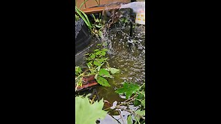 Releasing Fish in our pond.