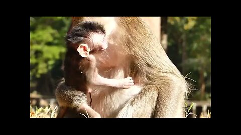 Strong Hold! Cute Baby Newborn Ellis is Red Face