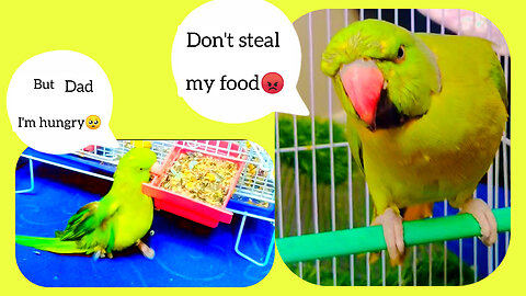 Disabled baby parrot stealing daddy's food😱🥗