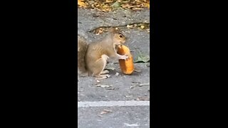 Squirrel eating a HotPocket