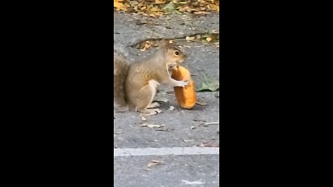 Squirrel eating a HotPocket