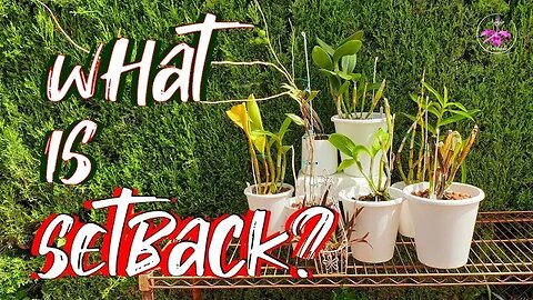 What is Set Back? How is Set Back in Orchids identified? #ninjaorchids #ninjaclips