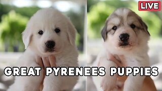 Great Pyrenees Puppy Livestream - Millie's pups are 5 1/2 weeks & Mae's pups are 4 weeks old