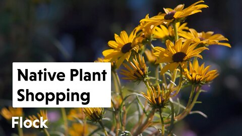 NATIVE PLANT SHOPPING at Catskill Native Nursery — Ep. 127