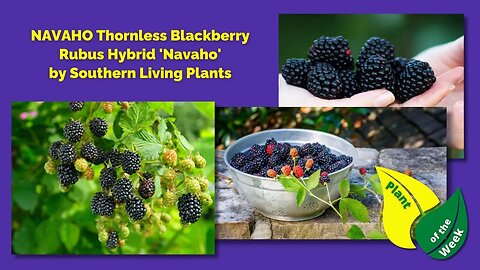 NAVAHO Thornless Blackberry | Rubus Hybrid 'Navaho' | Southern Living Plants