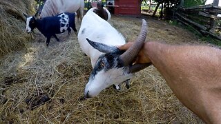 Friendly goat loves a little head scratch