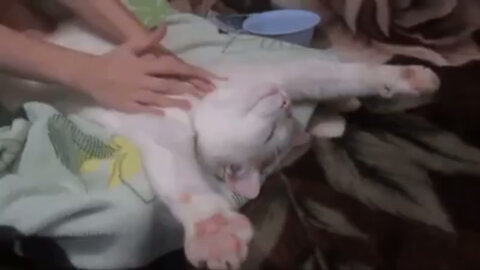 Satisfaction - cat stretches when caressed