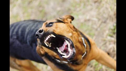 Do not Try this dog training session otherwise your dog will become too aggressive!
