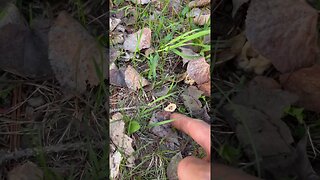 Finding a morel mushroom