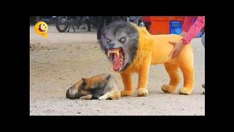 Funny fake lion and fake trigger prank on dogs
