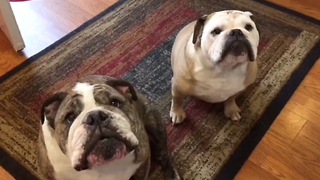 Bulldog hates being serenaded by owner