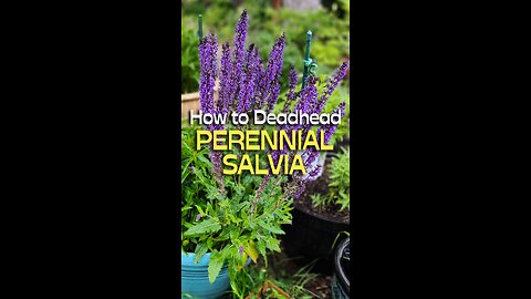 Want More Salvia Flowers? Do This!