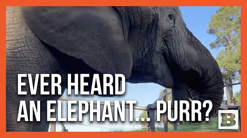 Joyful Jumbo: Elephant Osh Shows Off Happy Purring Sounds During Beet Pulp Feast