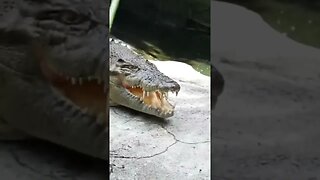 PANJI VS BUAYA BESAR KAKI PANJI KE GIGIT #shorts #panjipetualang #buaya #crocodile