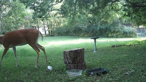 Trail Cam Action - August 6th, 2022