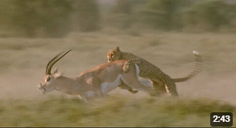 Gazelle's Daring Escape from a Fearsome Big Cat | Nature's Wild Chase