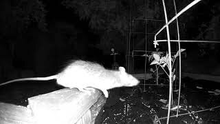 Mr. Rat Sniffs the Tomatoes