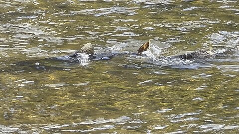 Humber River spawning salmon
